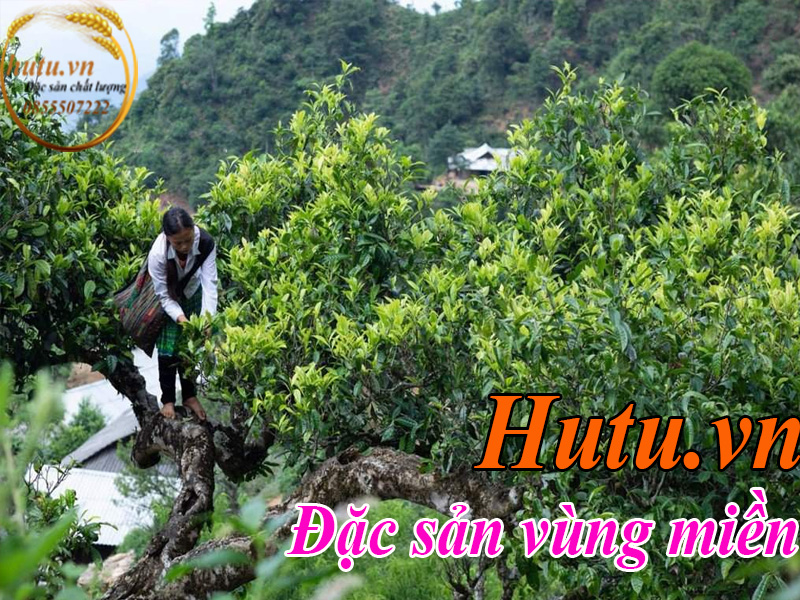 Chè Tuyến Suối Giàng được chế biến từ những búp trè trăm năm